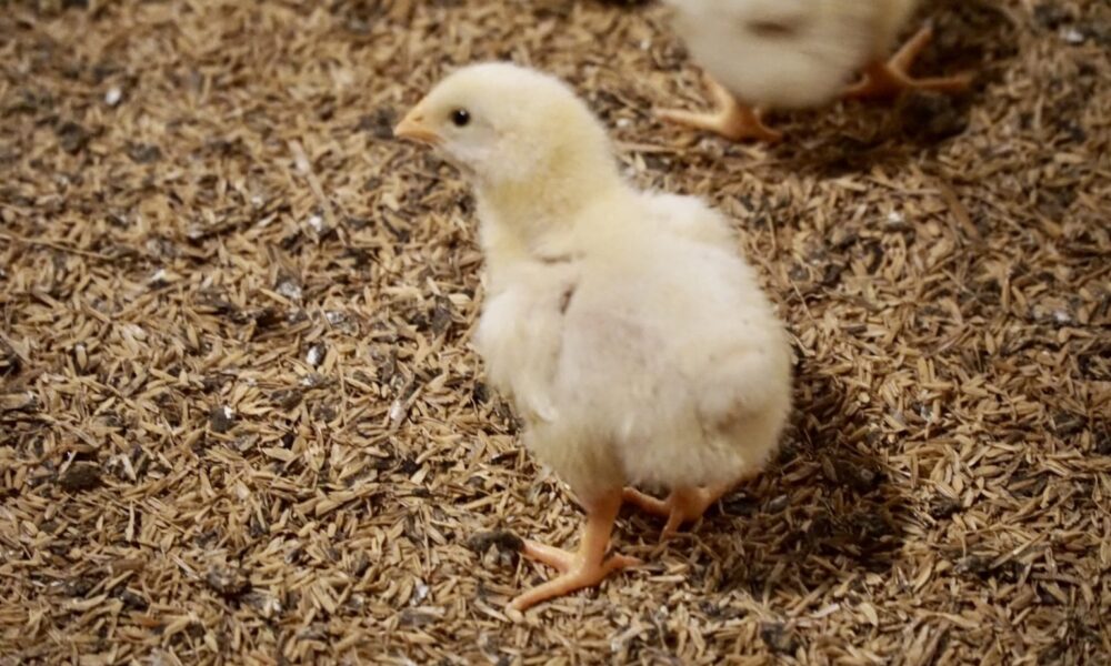 DOC (Ayam Umur Sehari)