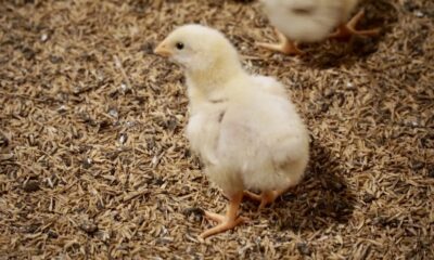 DOC (Ayam Umur Sehari)