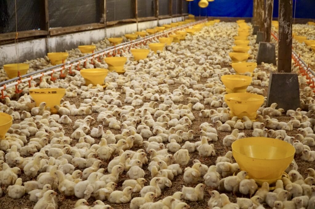 Ketimpangan distribusi DOC di sektor peternakan ayam