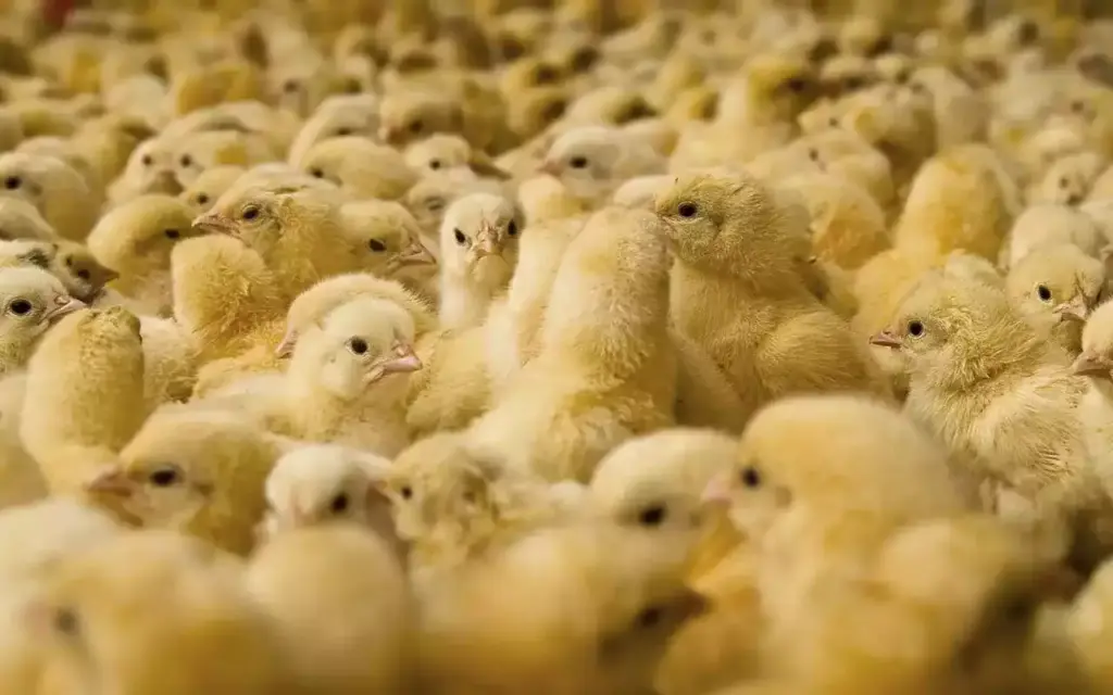 doc - Perhimpunan Peternak Rakyat Mandiri Indonesia