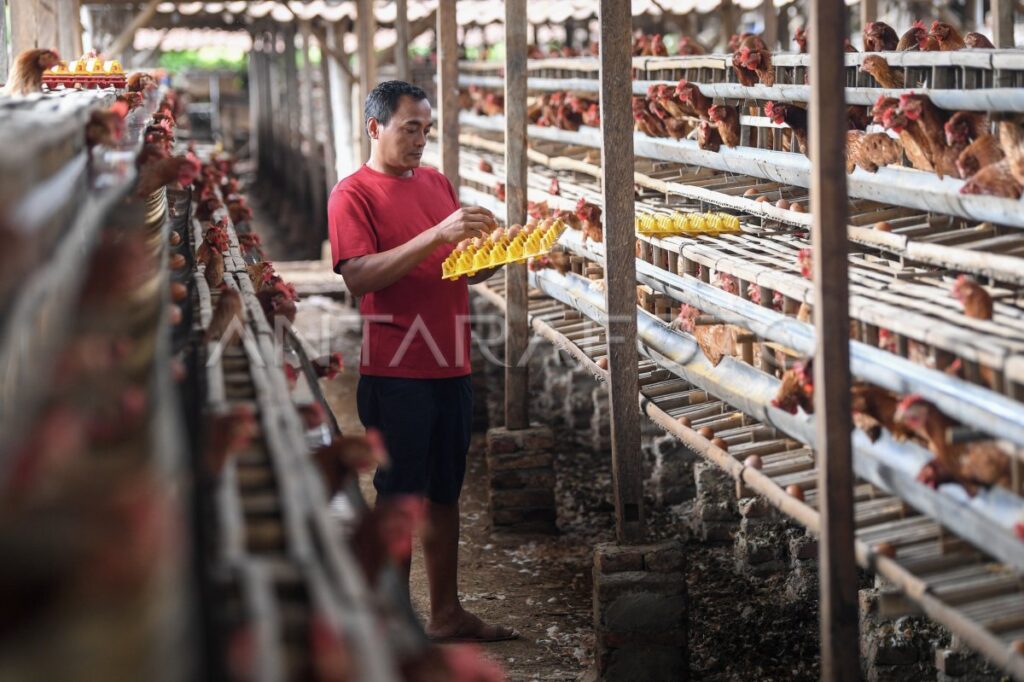peternak-ayam-keluhkan-harga-pakan-tinggi-19tu3-dom - Perhimpunan Peternak Rakyat Mandiri Indonesia
