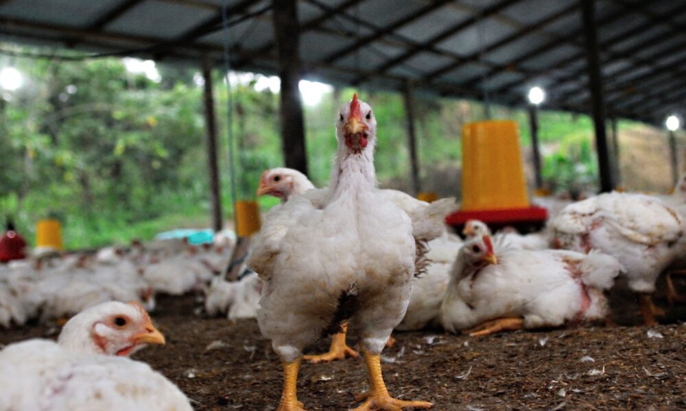 Stabilisasi Harga Ayam, Permindo Apresiasi Langkah P...