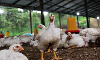 Stabilisasi Harga Ayam, Permindo Apresiasi Langkah P...
