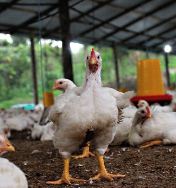 Stabilisasi Harga Ayam, Permindo Apresiasi Langkah P...