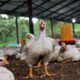 Stabilisasi Harga Ayam, Permindo Apresiasi Langkah P...