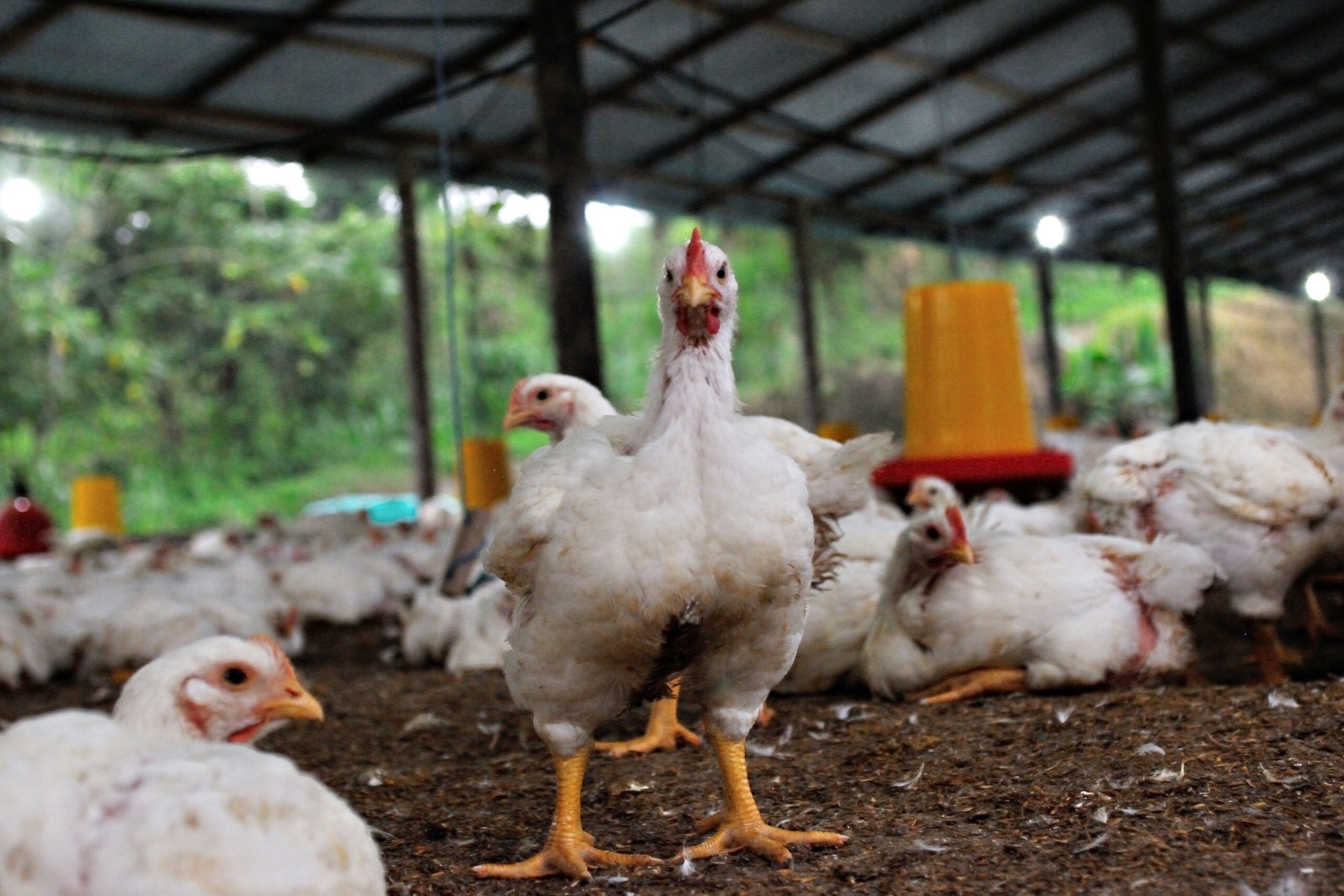 Stabilisasi Harga Ayam, Permindo Apresiasi Langkah P...