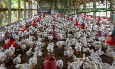 Berita Peternakan: Inovasi Ayam Potong Terkini