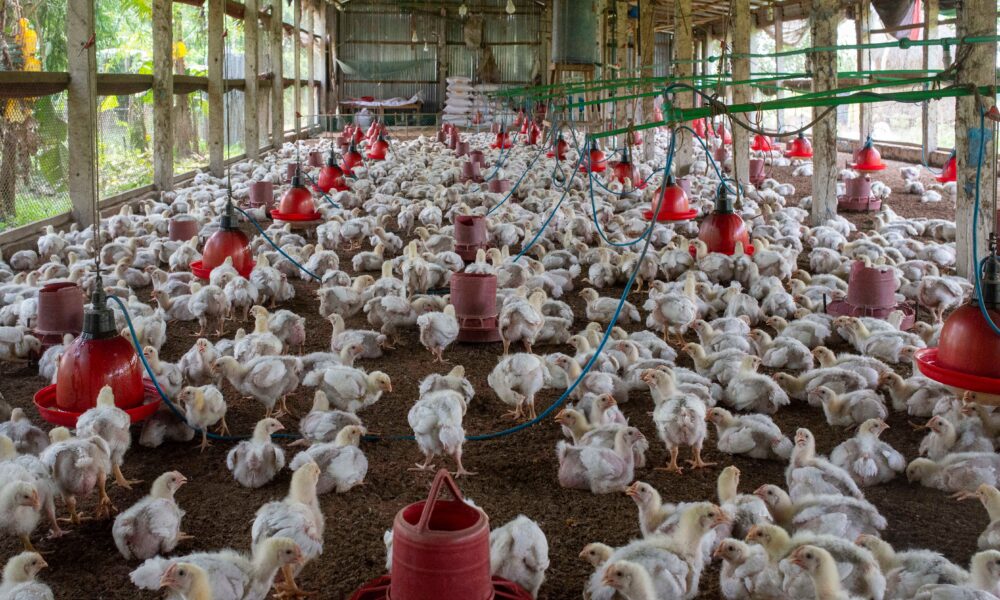Berita Peternakan: Peternak Buka Suara soal Harga Ayam