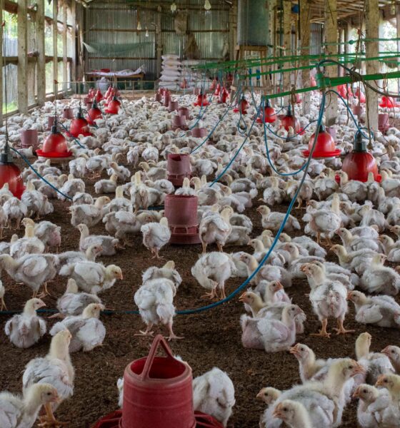 Berita Peternakan: Peternak Buka Suara soal Harga Ayam