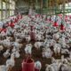 Berita Peternakan: Peternak Buka Suara soal Harga Ayam