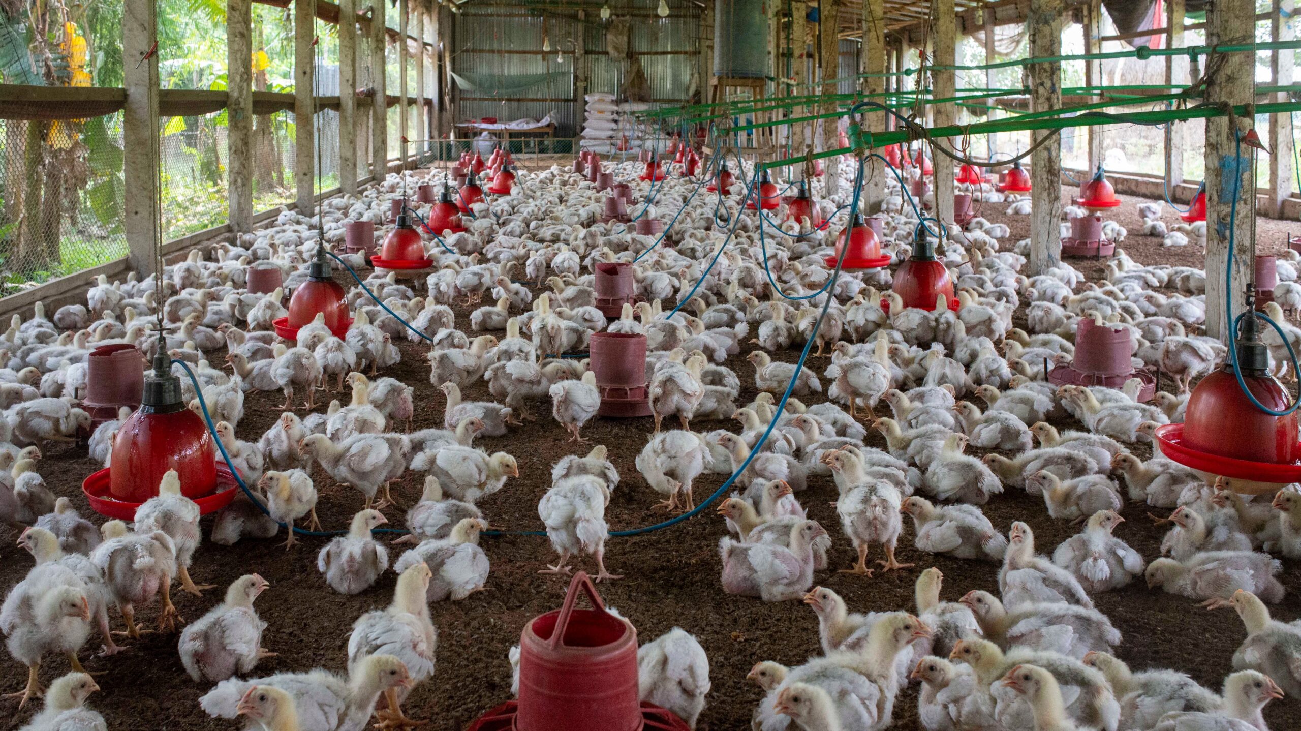 Berita Peternakan: Peternak Buka Suara soal Harga Ayam