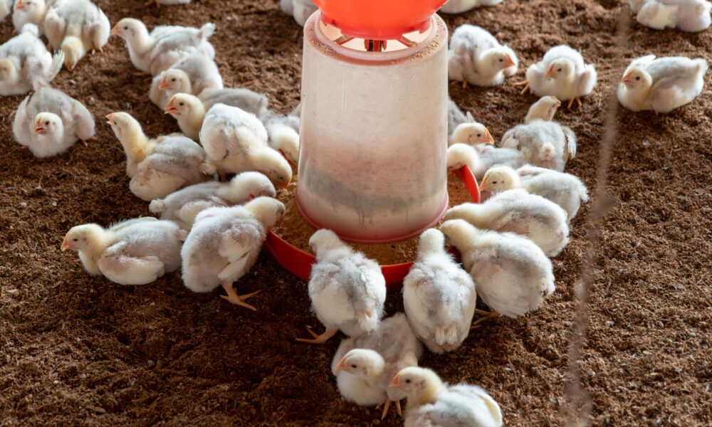 Realisasi Harga Broiler (Livebird/Kg) 9 September 2026