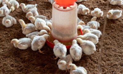 Realisasi Harga Broiler (Livebird/Kg) 9 September 2026