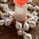 Realisasi Harga Broiler (Livebird/Kg) 9 September 2026