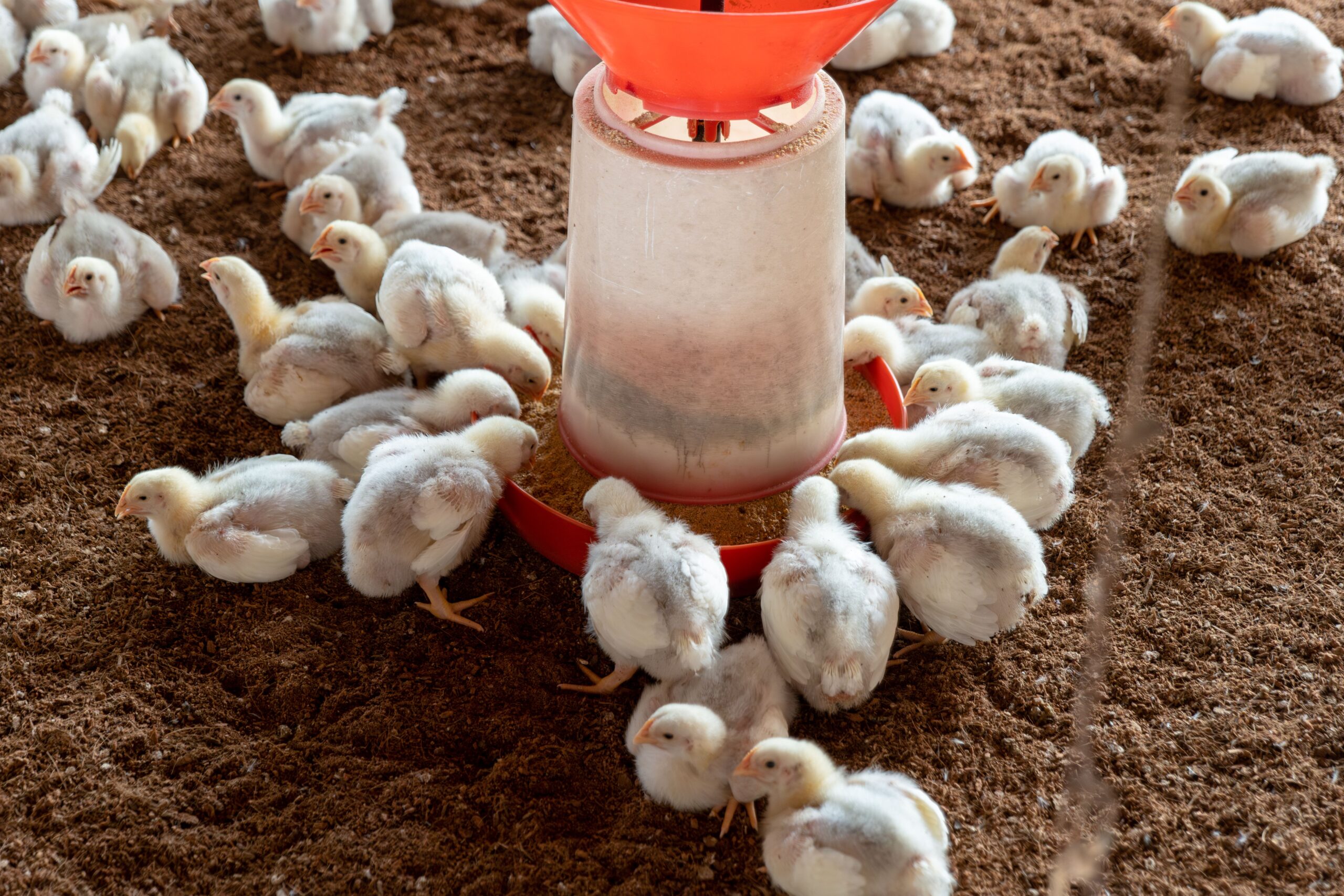 Realisasi Harga Broiler (Livebird/Kg) 9 September 2026