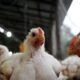 Realisasi Harga Broiler (Livebird) dari Peternak
