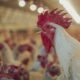 Harga Broiler Livebird per Kg, Sabtu 12 September 2026