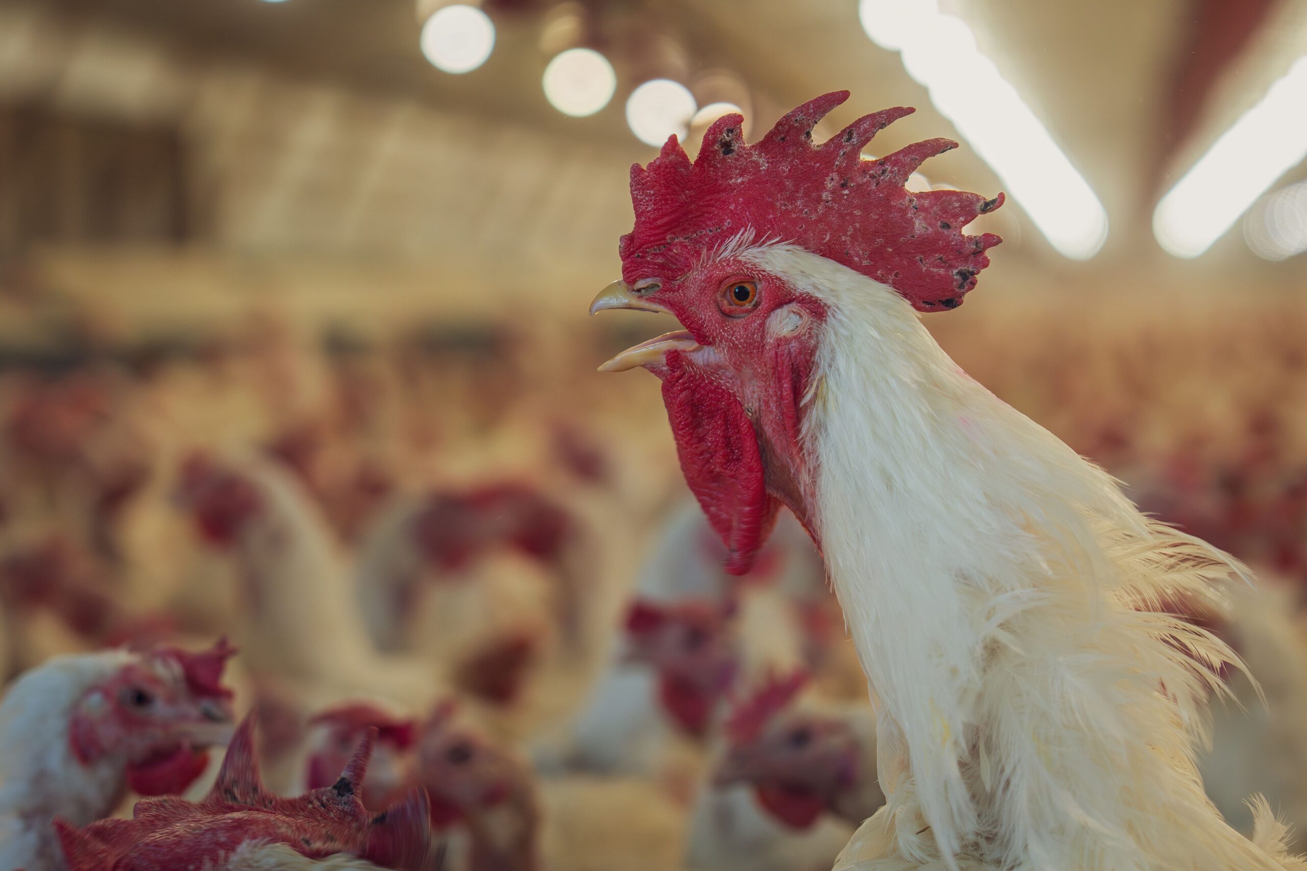 Harga Broiler Livebird per Kg, Sabtu 12 September 2026