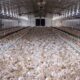 Harga Broiler Livebird per Kg dari Kandang Peternak