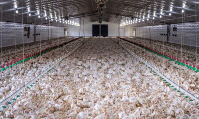 Info Realisasi Harga Broiler (Livebird) per Kg