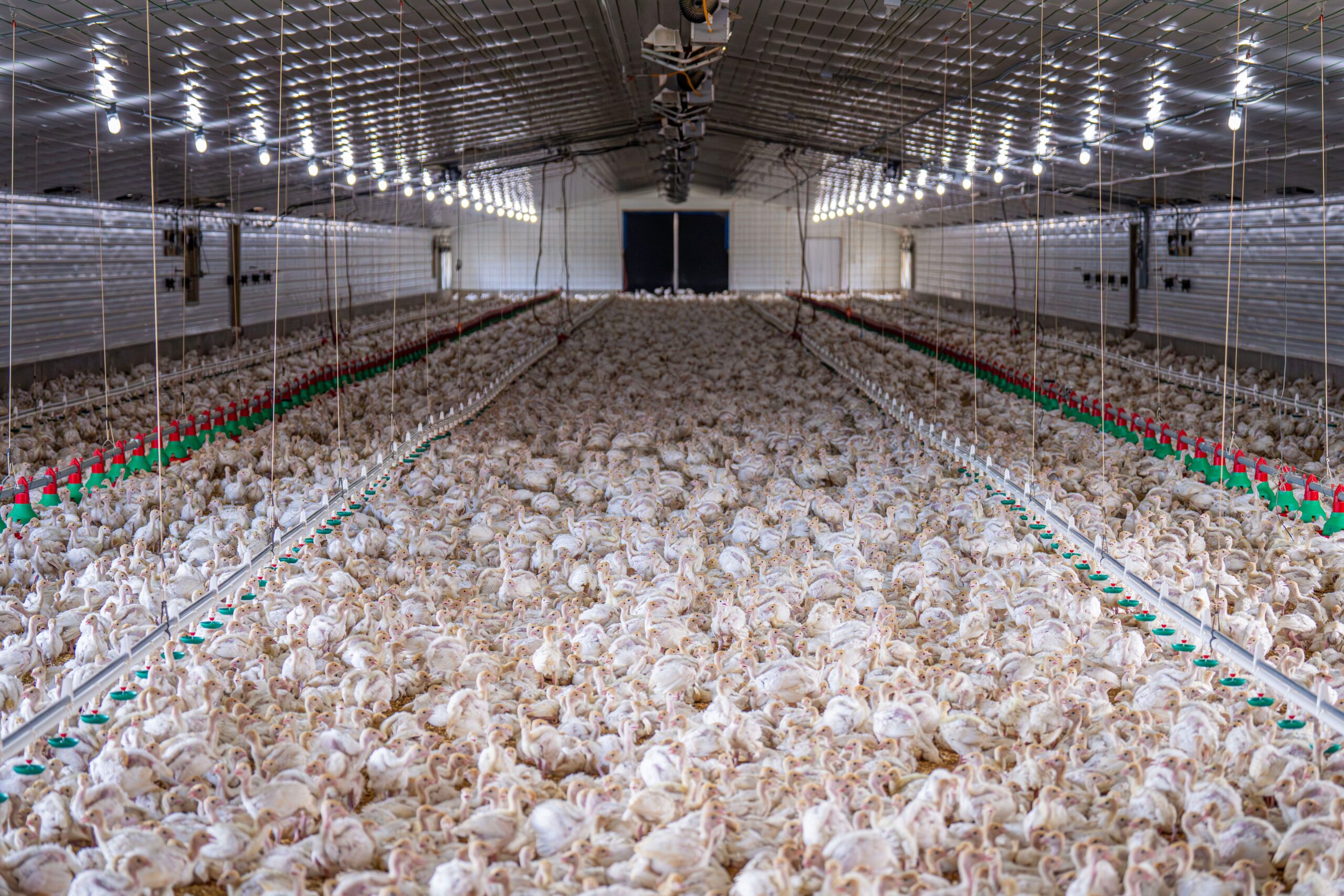 Realisasi Harga Broiler (Livebird/Kg) 18 September 2026