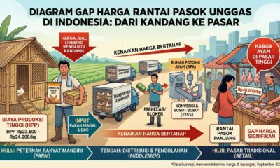Kesenjangan Harga Ayam: Peternak Buntung, Konsumen Rugi